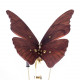 3d mechanical geared walnut wooden butterfly model