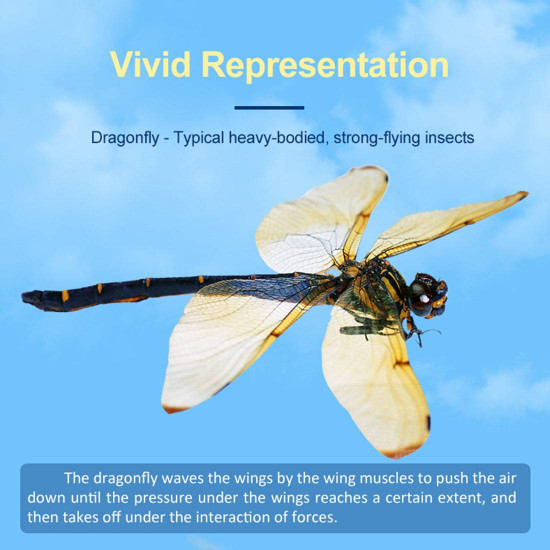 teching flying dragonfly kinetic sculpture 3d metal model diy kits