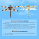 teching flying dragonfly kinetic sculpture 3d metal model diy kits